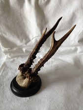 REAL ROE DEER ANTLERS SKULL HORN TAXIDERMY 