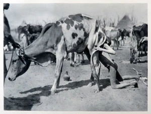 Northern Dinka Blowing Cow African Tribal People 1930 photogravure vintage print - Picture 1 of 3