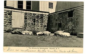 Cornwall NY - FARM SCENE W/ SOWS & PIGLETS - Postcard - Picture 1 of 1