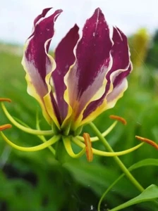 Purple Flame Lily - Gloriosa carsonii - Lila Ruhmeskrone - 5+ seeds - Z 140 - Picture 1 of 1