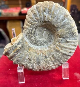 Ammonit Fossil Mine grob Nautiloid Kambrium Madagaskar 4 Zoll - Bild 1 von 6