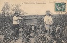 CPA 21 LES VENDANGES / PORTEURS DE BENNE