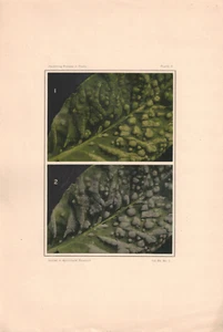 Colored Plate of Hardening Process in Plants, Journal of Agricultural Research - Picture 1 of 1