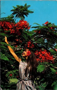Woman in FLAMBOYANT BLOSSOMS St. Thomas, Virgin Islands c1972 Postcard - Picture 1 of 2