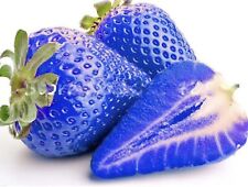 20 Blue Strawberry Seeds Delicious Home Fruit 