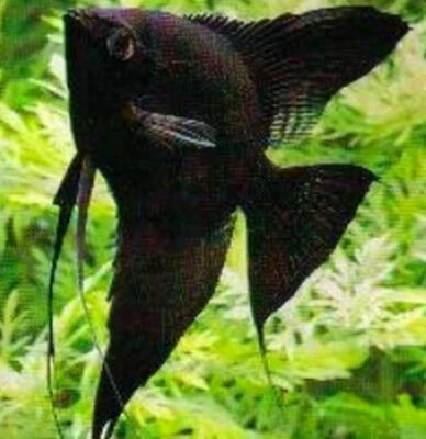 Black Angelfish  3" plus -live tropical fish Imported Thailand.  - Image 1 of 4