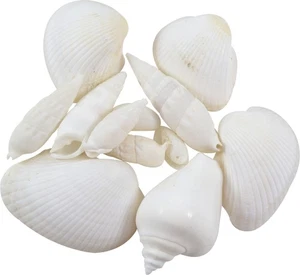 Surtido de conchas marinas mezcla blanco puro decoración de eventos de boda (1 galón) (aprox. 350 piezas) - Imagen 1 de 3