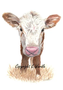 ACEO 2.5 X 3.5" 'Cow Calf' CANVAS PRINT of Original Watercolour By E.Wardle - Picture 1 of 2