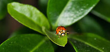 Lady bug eating aphids Glossy Photo Print 2479