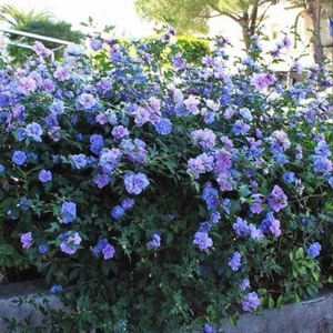 .5 gram Home Harvested Seeds - Blue Chiffon Rose of Sharon Hibiscus syriacus - Picture 1 of 1