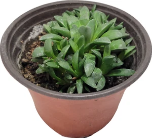 African Emeralds Haworthia Haworthia Retusa Plant Live 5" Pot - Picture 1 of 1