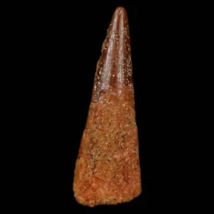 1" Flugsaurier Coloborhynchus Fossil Zahn Oberkreide Marokko Echtheitszertifikat, Display - Bild 1 von 9
