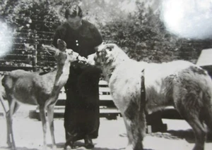 RPPC St Bernard Dog Lodge Mill Creek CA Mt Lassen Real Photo Postcard 1950-60's - Picture 1 of 3