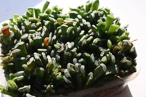 Haworthia truncata - sukkulente Pflanze aus dem südlichen Afrika - Bild 1 von 3