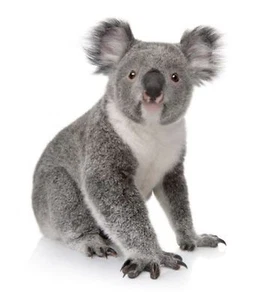 Sticker decal wall fridge children room animal decorate koala australia - Bild 1 von 1