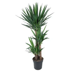 Riesen-Palmlilie - Yucca Elephantipes - Zimmerpflanze - 140cm - ø27cm - Bild 1 von 4