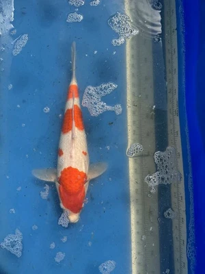 16  inches Marudo kohaku tosai Japanese Koi Atlanta - Image 1 of 4