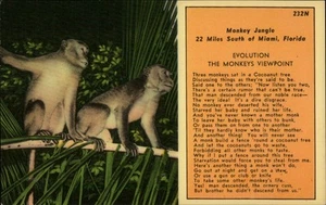 Miami, FL Affe Dschungel Florida Postkarte - Bild 1 von 2