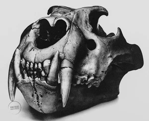 VTG Irving Penn Print Lion Skull Still Life Prague Engraving Art 1986 Mat 10x13 - Picture 1 of 2