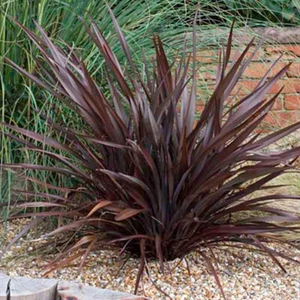 1 X PHORMIUM 'BRONZE BABY' NEW ZEALAND FLAX EVERGREEN SHRUB HARDY PLANT IN POT - Picture 1 of 5