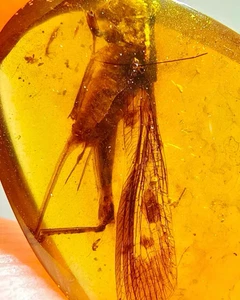 Cretaceous Fossil Burmese amber burmite unknown insect amber Fossil Myanmar - Picture 1 of 5