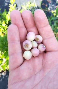 Heidelbeere 'Pink Bonbons'®-Jungpflanze (Vaccinium corymbosum) - Bild 1 von 3