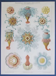 Original 1905 "MEDUSAS" Chromolitho HYDROMEDUSEN: MEDUSAS ROHREN Sea Life - Imagen 1 de 3