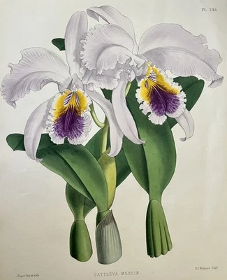 1887 年古董兰花石版画手工着色 John Nugent Fitch Cattleya Mossiae — 第 1/4 张图片