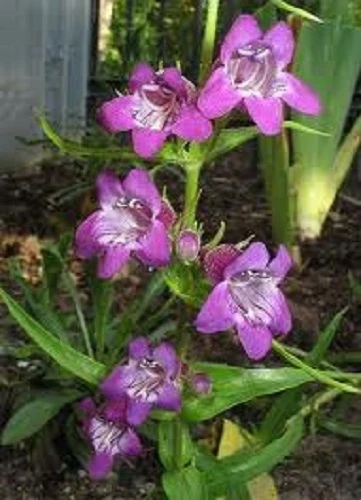 50+ Semillas de flores Grandifora lengua de barba púrpura Penstemon Strictis/perennes Foto 1 de 1