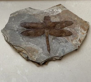 Unico One Real Triassic Dragonfly Insetto Fossile Collezione - Foto 1 di 1