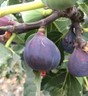 3 fresh Fig tree cuttings , Ficus Carica Var. VILLANA .