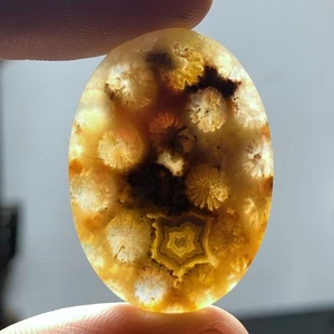 Natural Coral Fossil Cabochon 37x26x7mm High Quality 48 ct - Picture 1 of 8