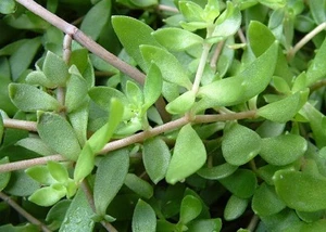 50 Sedum Sarmentosum, Fast Growing, Creeping, Perennial, Live Cuttings垂盆草 - Picture 1 of 9