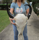 Asian+Water+Buffalo+Skull+with+16-18+inch+horns+from+India+taxidermy+%2348663