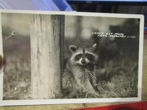 RARE OLD PICTURE PHOTO Real Postcard Houghton Lake Michigan Coon Raccoon Animal - Picture 1 of 2