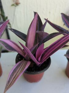 Variegated Purple/Pink Heart Wandering Jew Tradescantia Pallida 3 Stems Potted