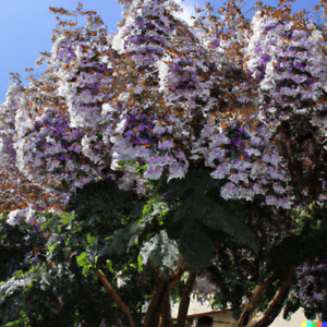 100+ Royal Empress Tree Seeds (Paulownia tomentosa) Purple Flowers, Fast Growing