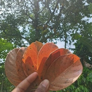 200 Jackfruit Jack Leaves Dried leaf Aquarium care Shrimp Betta Fish Tank - Picture 1 of 6