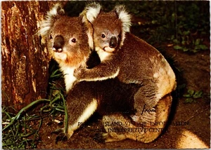 Koala with Young Joey Australia POSTCARD - Picture 1 of 2