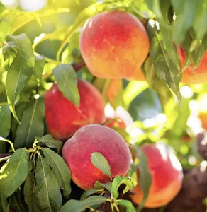 Elberta Peach Heirloom Tree 5 Gallon Self Pollinating - Requires 800 Chill Hrs - Picture 1 of 10