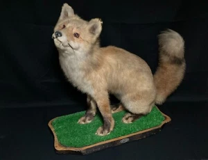stuffed animal Japanese,Japan Real Ezo red fox taxidermy - Picture 1 of 17