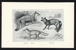 Zorro, ilustración animal juego americano, impresión caza 1898 - Imagen 1 de 3