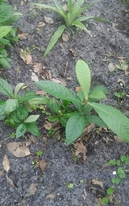 2 Golden Loquat Fruit  tree Live 6"-8" Plants  Edible Evergreen Japanese Plum - Picture 1 of 5