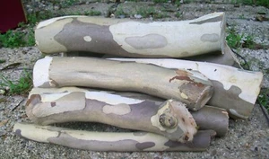 7 Bergahorn Baumstämme, Live Edge, trockenes Holz, aus unserem Indiana Homestead Woodlot - Bild 1 von 6