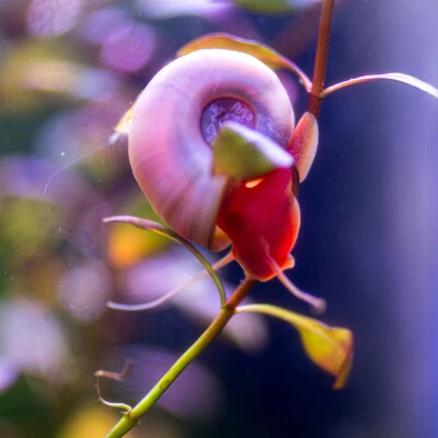 8 caracoles vivos de diseño Ramshorn rosa acuario estanque caracol Foto 1 de 2