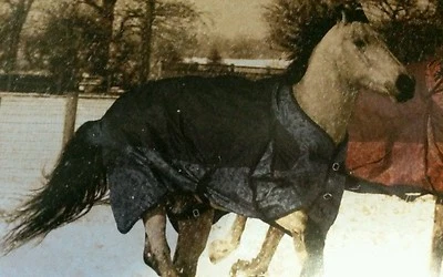 MANTA DE INVIERNO CABALLO CUERO MECANIZADO NEGRO 69" 600 DENIER ANTIDESGARRO RESISTENCIA AL AGUA Foto 1 de 4