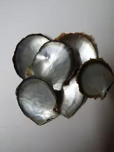 SEASHELLS 200g A-GRADE mother of pearl. Blacklip oyster coastal decor, craft art - Picture 1 of 5