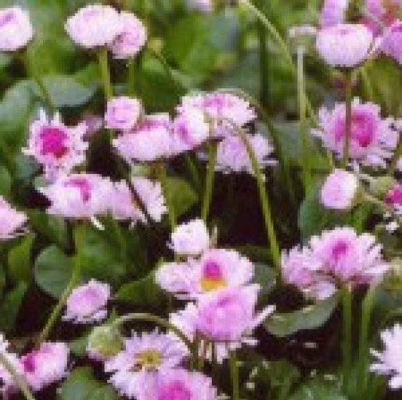 ENGLISH DAISY FLOWERS 200 FRESH SEEDS FREE USA SHIPPING BELLIS PERENNIS - Image 1 of 1