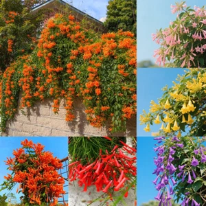 Vine Climbing Plants Colorful Hanging Flowers Flowering Plants Beautiful Balcony - Picture 1 of 13