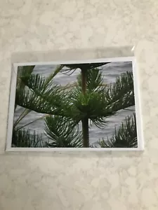 More details for norfolk island pine postcard with envelope in cellophane sleeve - new